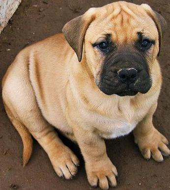 Bull Mastiff